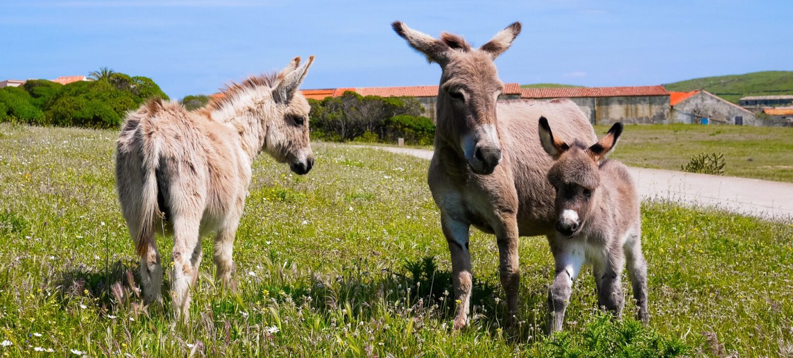 asinelli bianchi dell'asinara